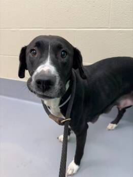 Rescue Labrador Retriever and Mixed Breed Dogs for Adoption in Louisville, Kentucky - REMY MA | PetCurious