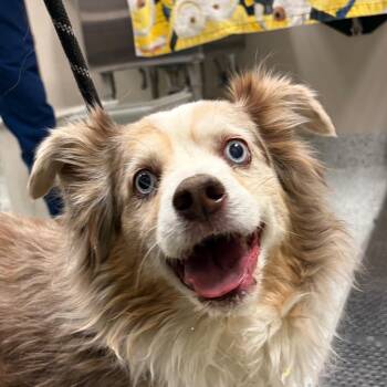 Tag -  Australian Shepherd Dog for Adoption in Reno, Nevada - Tag | PetCurious