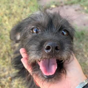 Pelusita -  Shih Tzu and Mixed Breed Dog for Adoption in Laredo, Texas - Pelusita | PetCurious