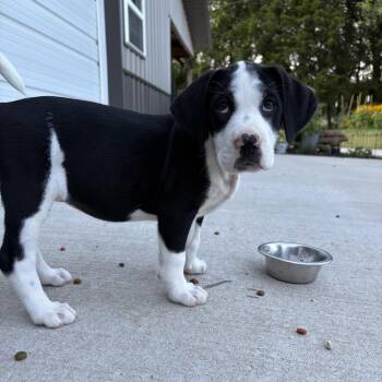 Millie -  Shepherd and Mixed Breed Dog for Adoption in Fayetteville, Arkansas - Millie | PetCurious
