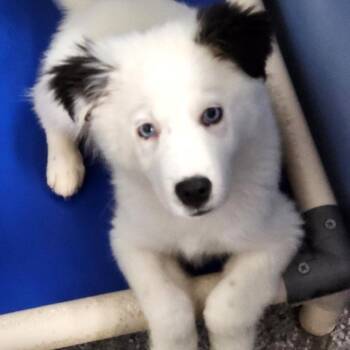 Nehi -  Australian Shepherd and Husky Dog for Adoption - Nehi | PetCurious