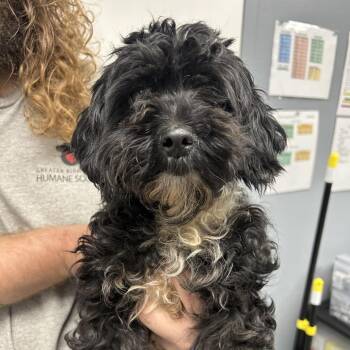 Cookie -  Yorkshire Terrier and Miniature Poodle Dog for Adoption in Birmingham, Alabama - Cookie | PetCurious