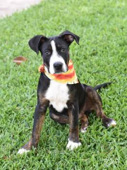 Great Pyrenees and Labrador Retriever Dogs Available for Adoption in Conroe, Texas - Bear (Molly