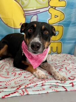 Rescue Australian Cattle Dog Blue Heeler Dogs for Adoption in Yakima, Washington - Wizzy | PetCurious