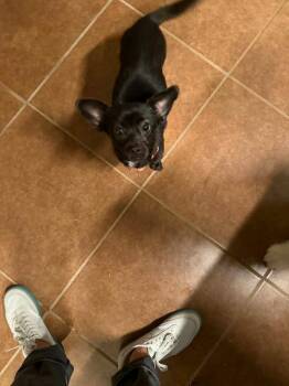 Chihuahua and Dachshund Dogs Available for Adoption in Heiskell, Tennessee - Luna | PetCurious