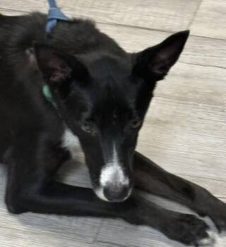 Rescue Border Collie Dogs for Adoption in Paris, Tennessee - SADIE | PetCurious