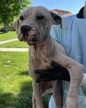 Pit Bull Terrier Dogs Available for Adoption in Redlands, California - LEONA | PetCurious