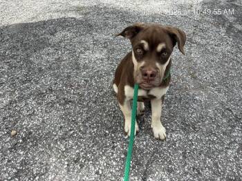 A383578 -  Siberian Husky and Pit Bull Terrier Dog for Adoption in Ocala, Florida - A383578 | PetCurious