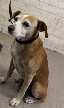 SID -  Beagle and Mixed Breed Dog for Adoption in San Bernardino, California - SID | PetCurious