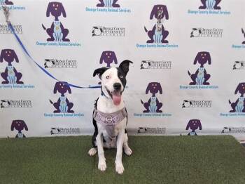 Pit Bull Terrier and Mixed Breed Dogs Available for Adoption - FLUTTERSHY | PetCurious