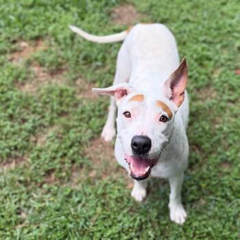 Holly -  Mixed Breed Dog for Adoption - Holly | PetCurious