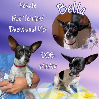 Bella -  Rat Terrier and Dachshund Dog for Adoption in Caldwell, Texas - Bella | PetCurious