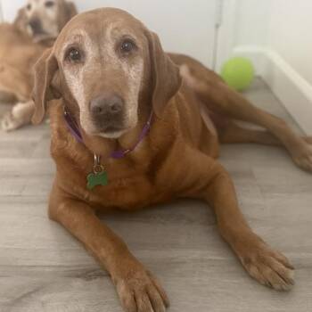 Labrador Retriever Dogs Available for Adoption - Matilda | PetCurious