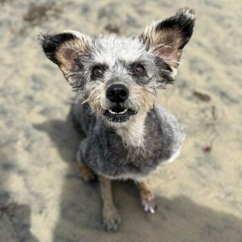 Mika -  Terrier Dog for Adoption in San Diego, California - Mika | PetCurious