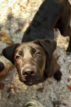 Pixie -  Labrador Retriever Dog for Adoption in Ona, West Virginia - Pixie | PetCurious