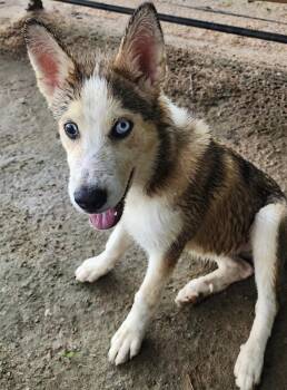 Libby (Liberty) -  Siberian Husky Dog for Adoption in York, Pennsylvania - Libby (Liberty) | PetCurious