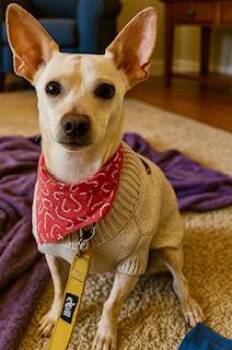 Rescue Chihuahua Dogs for Adoption in Tifton, Georgia - Sammy | PetCurious