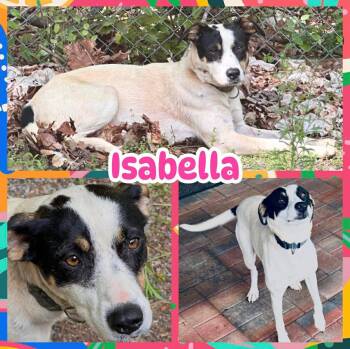 Isabella -  Labrador Retriever and Australian Shepherd Dog for Adoption in Ringwood, New Jersey - Isabella | PetCurious