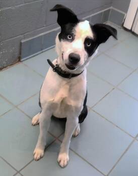 Koi -  Mixed Breed Dog for Adoption in Nashville, Tennessee - Koi | PetCurious