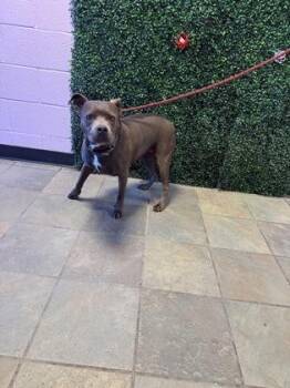 61804413 -  Pit Bull Terrier and Mixed Breed Dog for Adoption in El Paso, Texas - 61804413 | PetCurious