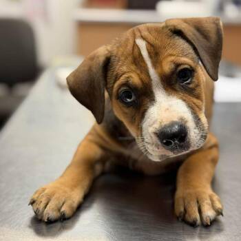Cobblestone -  Mixed Breed Dog for Adoption in Buffalo, Minnesota - Cobblestone | PetCurious