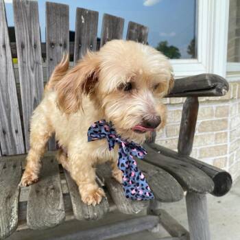 Cami -  Yorkshire Terrier and Maltese Dog for Adoption in Rockville, Maryland - Cami | PetCurious