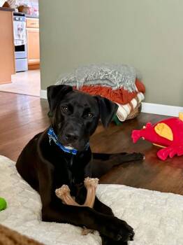 Albert -  Labrador Retriever Dog for Adoption - Albert | PetCurious