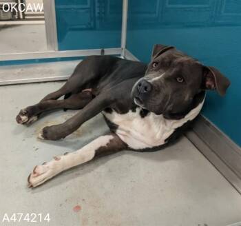 American Staffordshire Terrier and Mixed Breed Dogs Available for Adoption in Oklahoma City, Oklahoma - A474214 | PetCurious