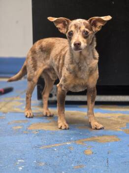 Coy stray hold until 8/29 -  Chihuahua and Dachshund Dog for Adoption in Danielsville, Georgia - Coy Stray Hold Until 8/29 | PetCurious
