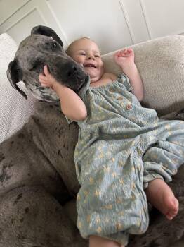 Jane the Dane -  Great Dane Dog for Adoption in Goodlettsville, Tennessee - Jane The Dane | PetCurious