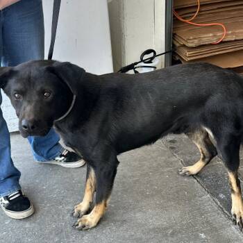 Rescue German Shepherd Dog Dogs for Adoption in New Tazewell, Tennessee - Kevin | PetCurious