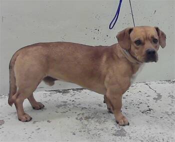Staffordshire Bull Terrier and Mixed Breed Dogs Available for Adoption in Houston, Texas - WINNIE | PetCurious
