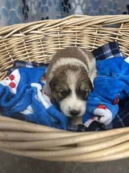 Great Pyrenees and Saint Bernard Dogs Available for Adoption in Rosenberg, Texas - OMEN | PetCurious