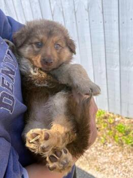 German Shepherd Dog Dogs Available for Adoption in Scottsburg, Indiana - Moose | PetCurious