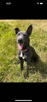 Rescue German Shepherd Dog and Pit Bull Terrier Dogs for Adoption in Mount Pleasant, South Carolina - AK | PetCurious