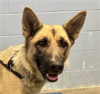 *NUTMEG -  German Shepherd Dog Dog for Adoption in Woodland, California - *NUTMEG | PetCurious