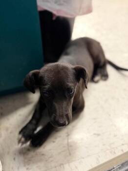 Patsy -  Mixed Breed Dog for Adoption in Leitchfield, Kentucky - Patsy | PetCurious