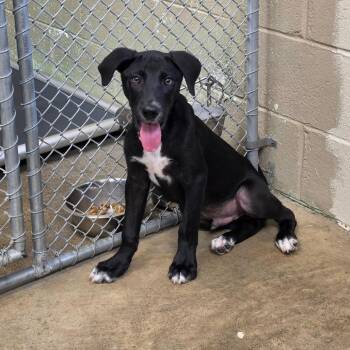 Lenny -  Labrador Retriever and Mixed Breed Dog for Adoption - Lenny | PetCurious