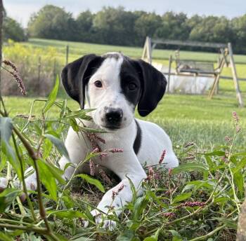 Darla -  Mixed Breed Dog for Adoption in Columbus, Ohio - Darla | PetCurious