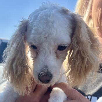 Rescue Miniature Poodle Dogs for Adoption in Broken Arrow, Oklahoma - Chewbacca | PetCurious