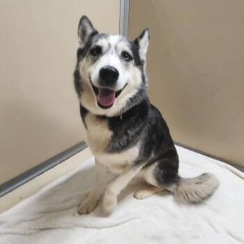 Husky Dogs Available for Adoption in Cumming, Georgia - King 22272 | PetCurious