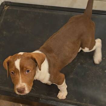 Australian Shepherd and Mixed Breed Dogs Available for Adoption - Mountain Dew | PetCurious