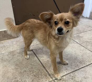 Chihuahua Dogs Available for Adoption in Elkhorn, Wisconsin - Winnie | PetCurious