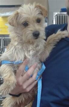 DOLCE -  Terrier Dog for Adoption in Salinas, California - DOLCE | PetCurious