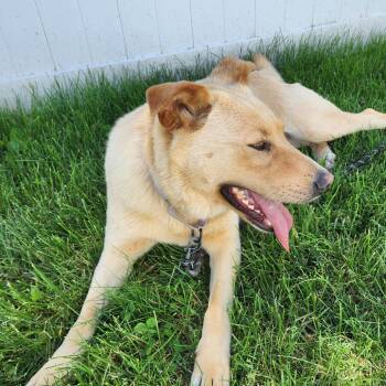 Yellow Labrador Retriever and German Shepherd Dog Dogs Available for Adoption in Harrisonburg, Virginia - Sophie | PetCurious