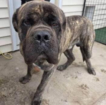 Bullmastiff Dogs Available for Adoption - Tank | PetCurious