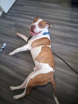 Pit Bull Terrier Dogs Available for Adoption in Conesus, New York - Thyiago (courtesy Post) | PetCurious