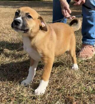 Rescue Boxer Dogs for Adoption in Glocester, Rhode Island - Harriet | PetCurious