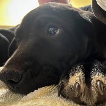 Mixed Breed Dogs Available for Adoption in Asheville, North Carolina - Tomato | PetCurious