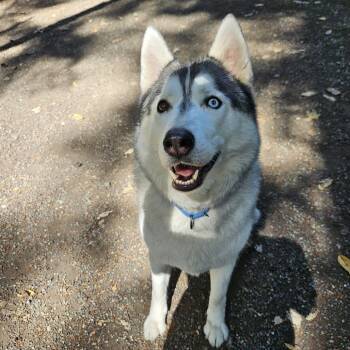 Chase -  Husky Dog for Adoption in Port Townsend, Washington - Chase | PetCurious